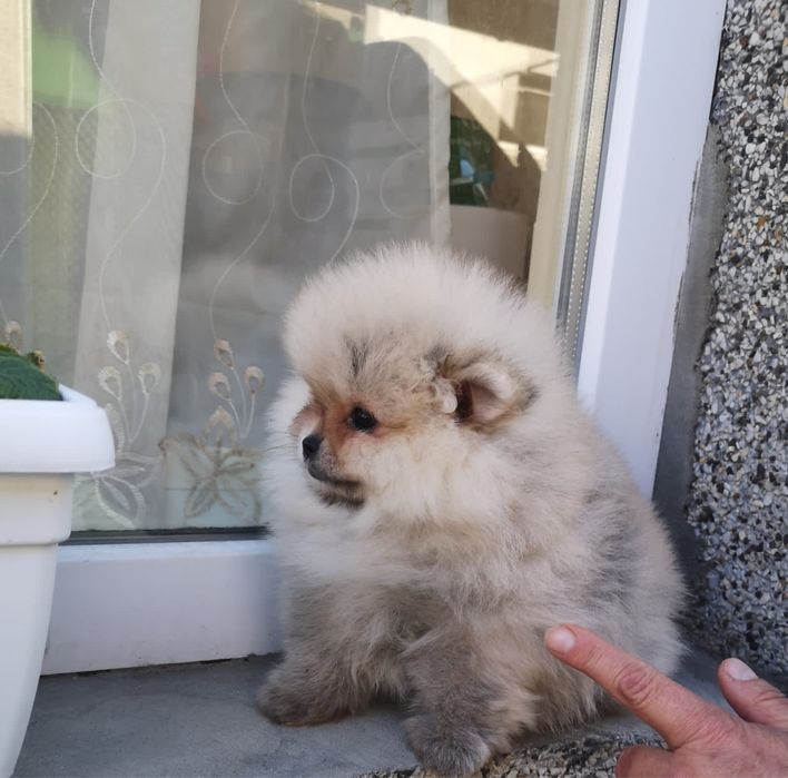 Померан Мини