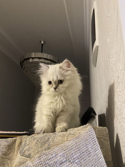 Кошечка продается