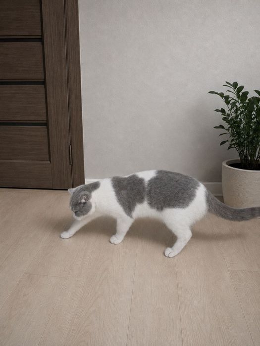 Потерялся котенок. Помогите найти