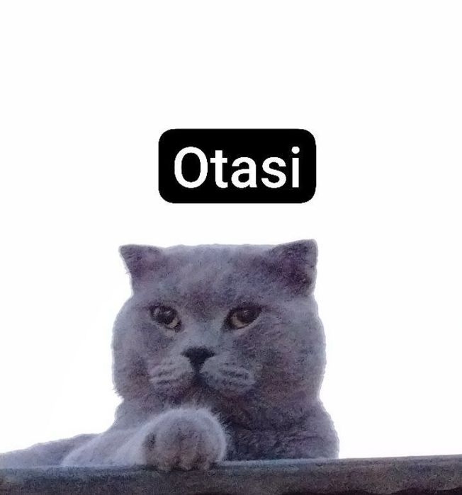 Скотч страйт котята
