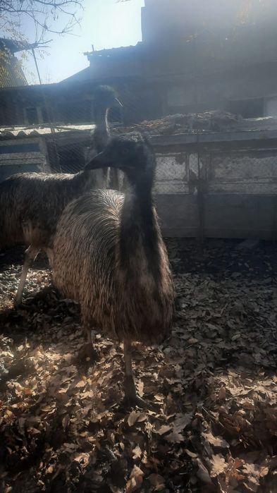 Страус Эму 3 жылдык