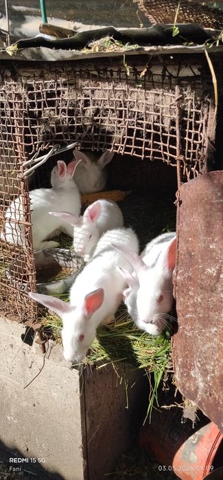 Vând  șase Iepurasi.