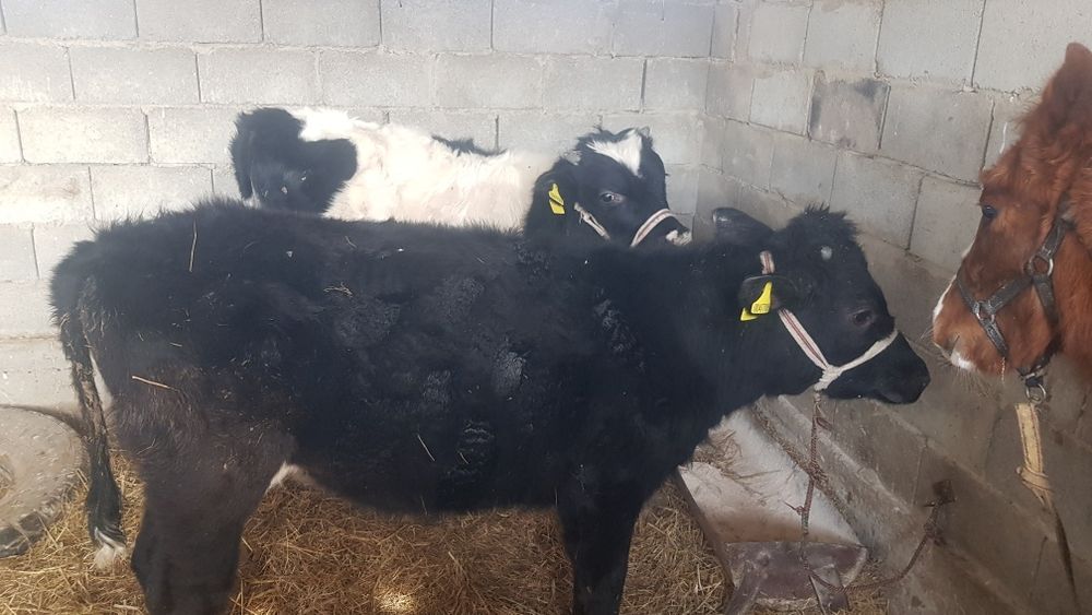 Екі бұзау сатылады он айлық