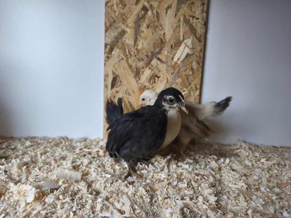 Шабо пиленца на 45 дни