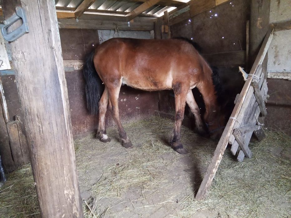 Семіртілген құнан сатылады