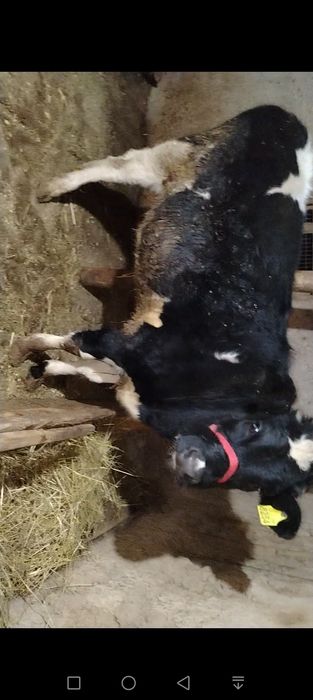 Гунажин сотилади