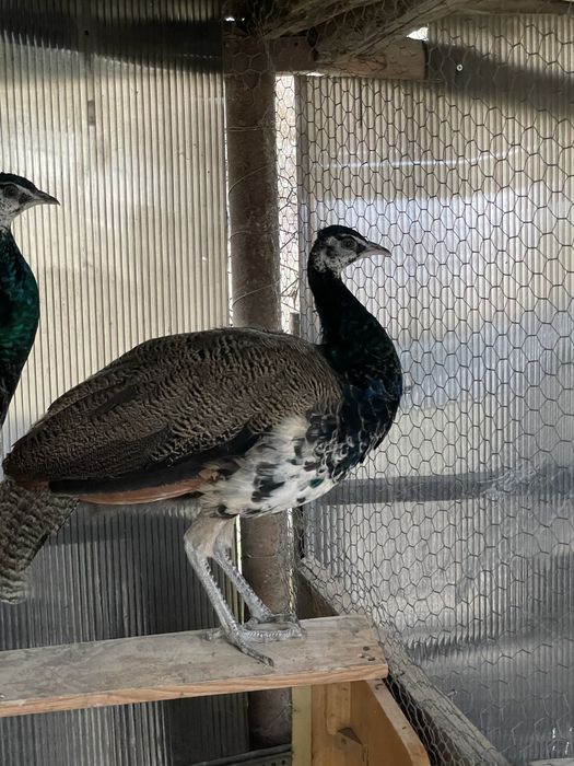 Vand un mascul de paun