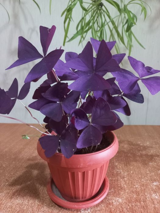 Продам комнатные цветы