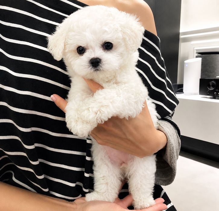 Poodle Caniche Mini Toy