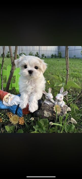 Bichon mini toy adorabil