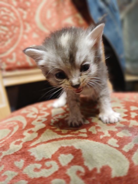 Отдам в добрые руки