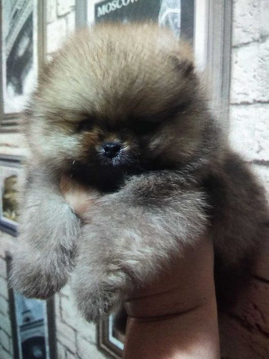 Померан миник шпиц