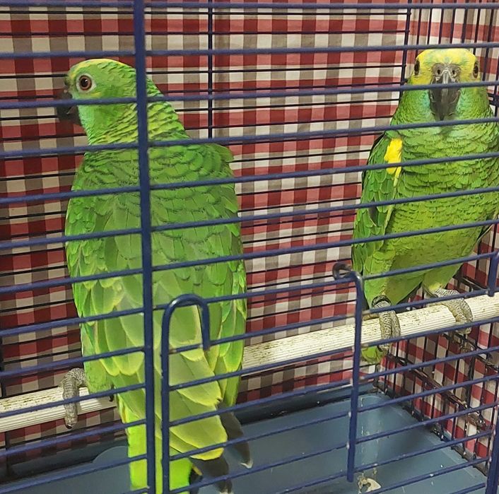 Vând papagali Amazon vorbitori mai multe rase