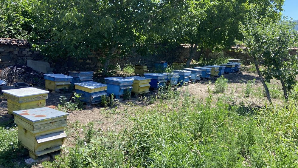 Продавам пчелни кошери и пчелни семества