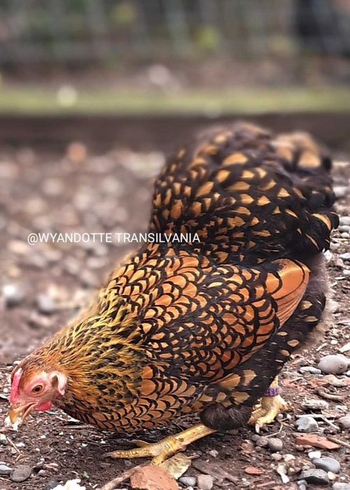 Wyandotte GSG Pitic familie 5+1