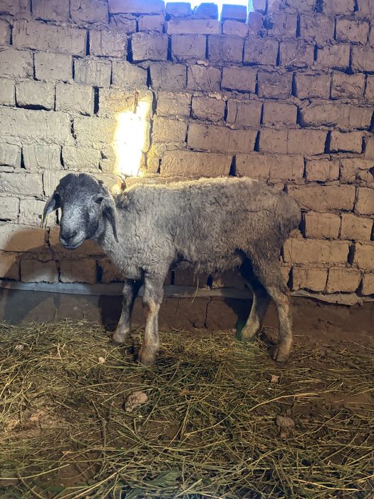 Осы токты кошкар сатылады