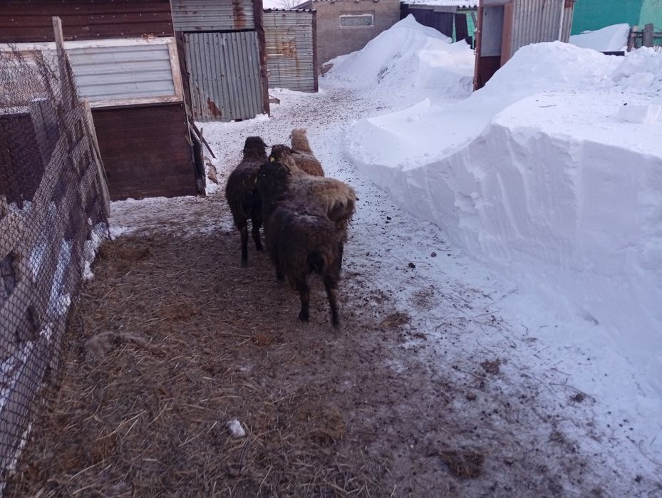 Продаются бараны