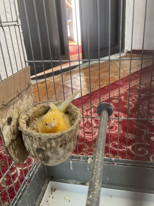 Канарейки с клеткой