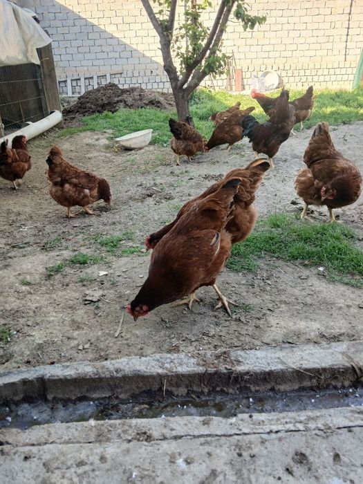 ХАН ХЯП Тухимлар сотилади 5000 дан донаси