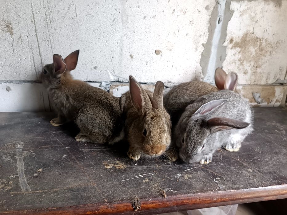 Doi iepurași caută altă casă