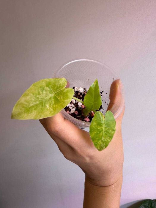 Алоказия гагеана ауреа