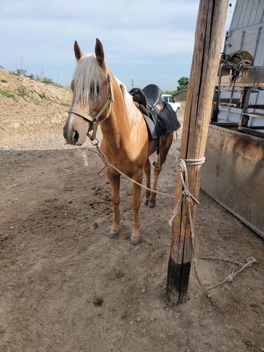 Спартак жеребчик ,4 года продаётся
