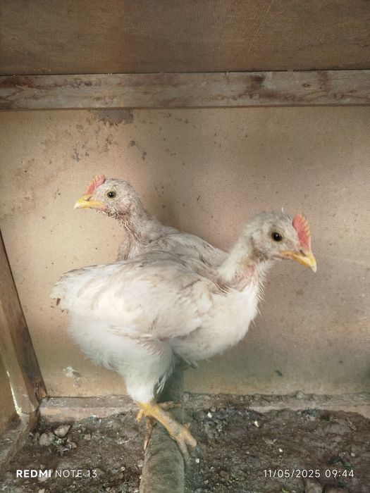 Jojalar sotiladi Toshkent Shahar Shayxontohur tumani narxi 20.000 sõm