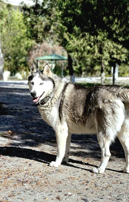 Вязка, чистокровный самец породы Хаски.