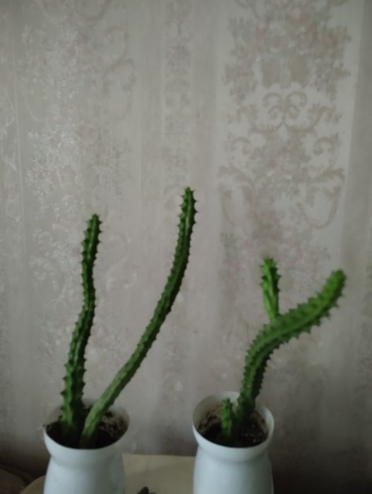 Стапелия , не колючий кактус.