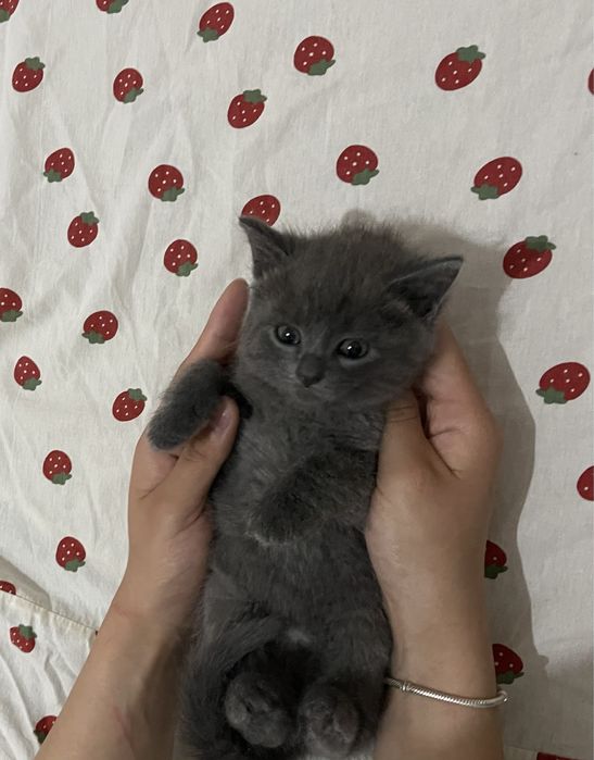 Котенок в добрые руки