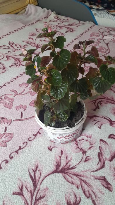 Продам цветы дешево