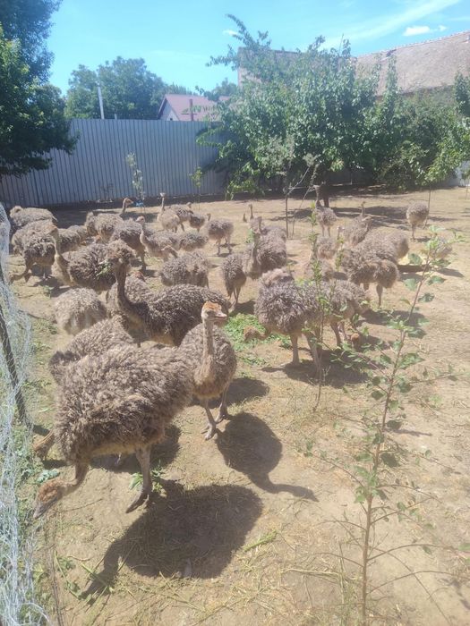 Pui de struti diferite vârste