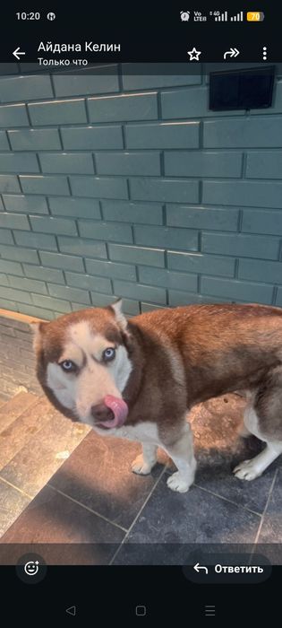 Пропала хаски.  вознаграждения есть