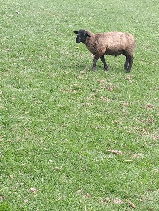 Cine dorește oi suffolk