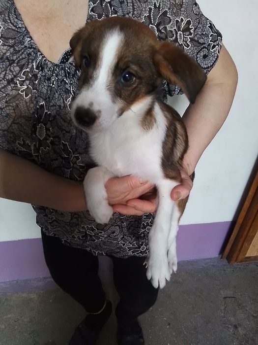 Отдаю даром двух щенят