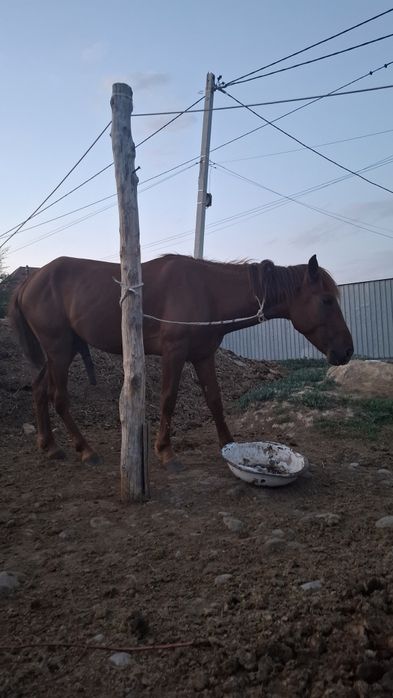Жылкы Лошадь Донен