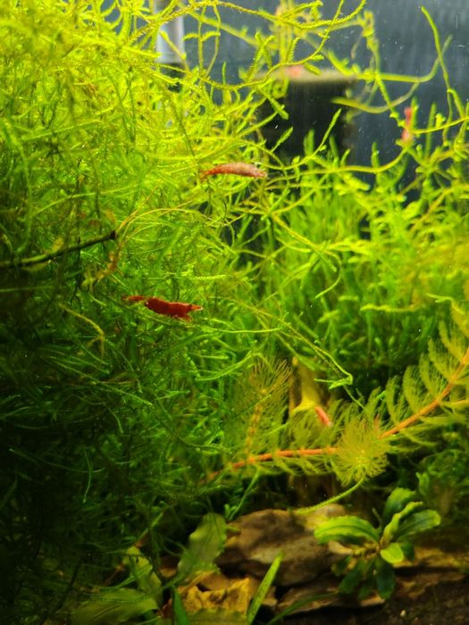Растения за аквариум и скариди, охлюви хелена