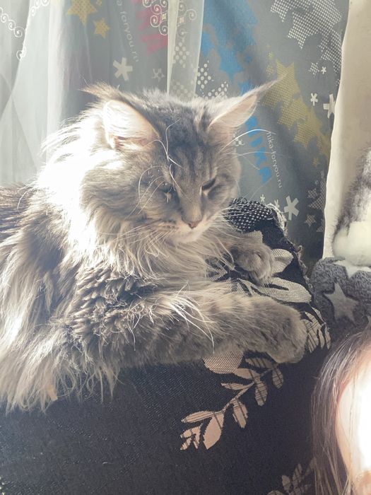 Продам мейн куна!