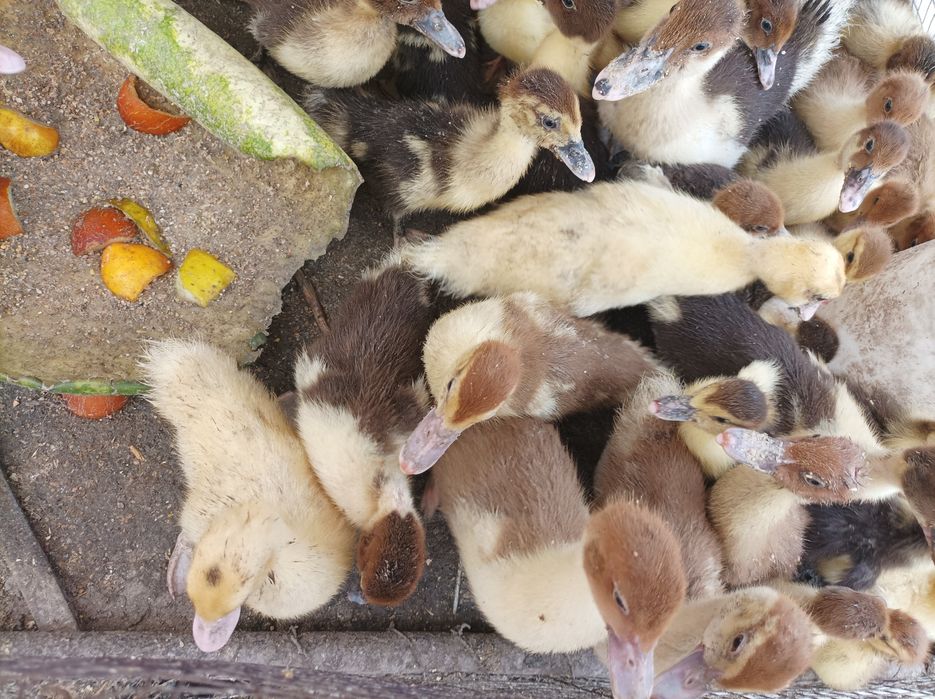 Продам индаутку с утятами