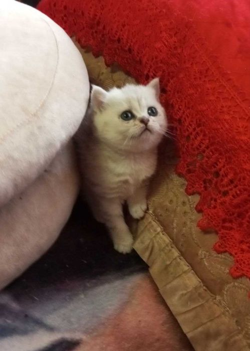 Очаровательные британские котята