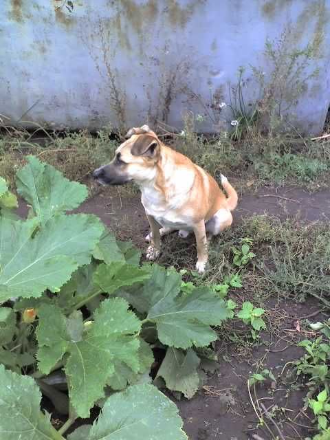 Собака в добрые руки