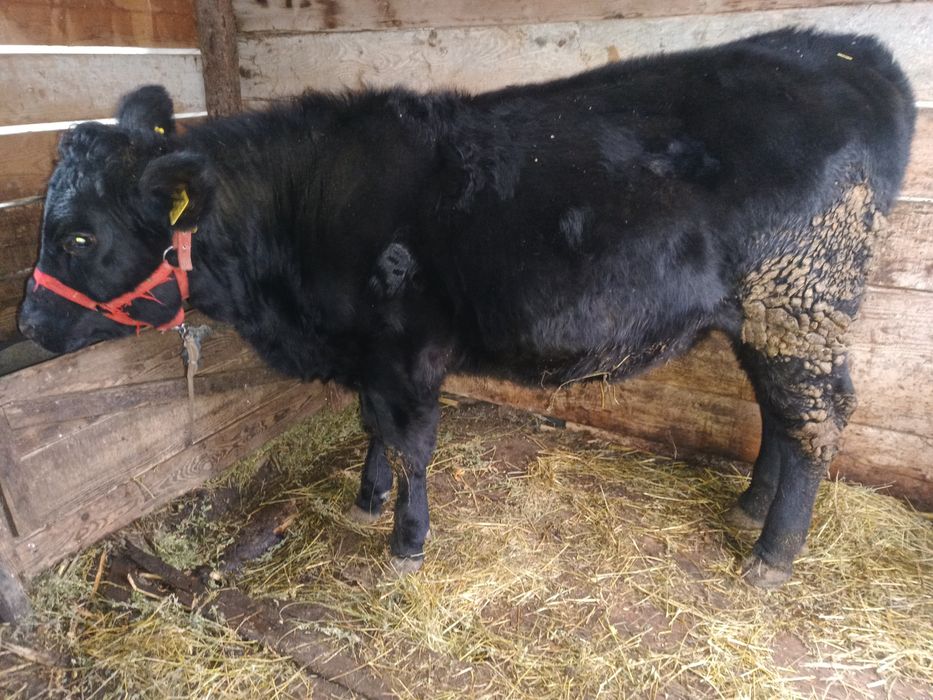 Vând vitica Angus,vârstă de 9 luni