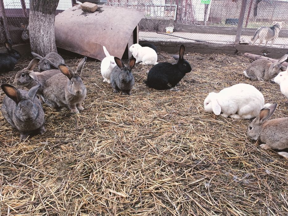 Заец кролик қоян көжектер