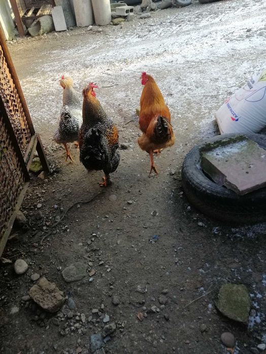 Cocoși de țară hrăniți natural