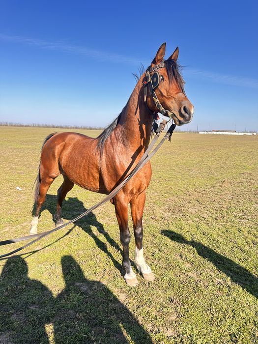 Vand cal pur sange arab