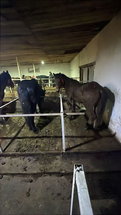 Продам лошадей  таичиков