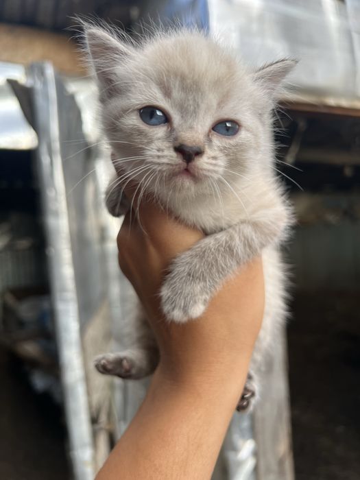 Отдам котят в добрые руки
