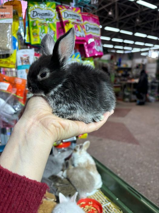 Декоративные кролики новое поступление