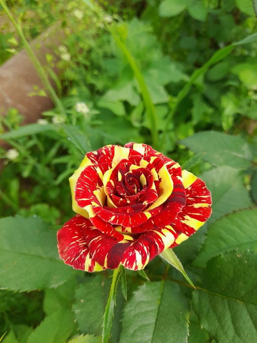 Розы  Саженцы оптом