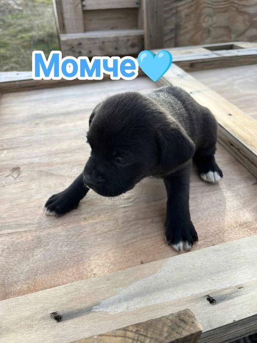 Кучета, които търсят спешно дом